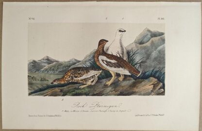 Original lithograph by John Audubon of the Rock Ptarmigan, 3rd Edition, plate 301