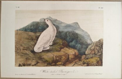 Original lithograph by John Audubon of the White-tailed Ptarmigan, 3rd Edition, plate 302