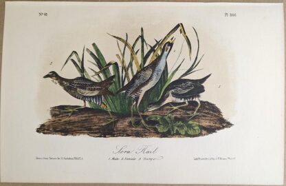 Original lithograph by John Audubon of the Sora Rail, 3rd Edition, plate 306