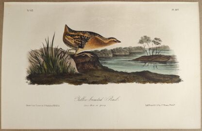 Original lithograph by John Audubon of the Yellow-breasted Rail / Yellow Rail, 3rd Edition, plate 307