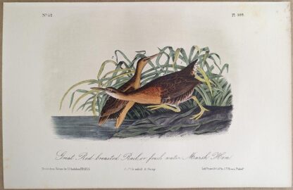 Original lithograph by John Audubon of the Great Red-breasted Rail or fresh water Marsh Hen / King Rail, 3rd Edition, plate 309