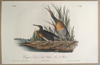 Original lithograph by John Audubon of the Clapper Rail or Salt Water Marsh Hen / Clapper Rail, 3rd Edition, plate 310