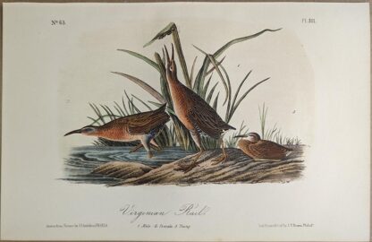 Original lithograph by John Audubon of the Virginian Rail / Virginia Rail, 3rd Edition, plate 311