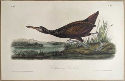 Original lithograph by John Audubon of the Scolopaceous Courlan / Limpkin, 3rd Edition, plate 312
