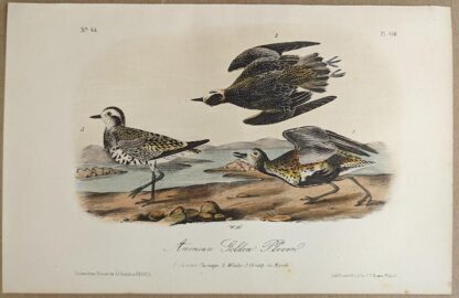 Original lithograph by John Audubon of the American Golden Plover / Lesser Golden-Plover, 3rd Edition, plate 316