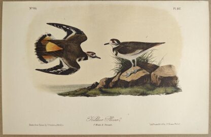 Original lithograph by John Audubon of the Killdeer Plover / Killdeer, 3rd Edition, plate 317