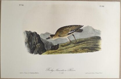 Original lithograph by John Audubon of the Rocky Mountain Plover / Mountain Plover, 3rd Edition, plate 317