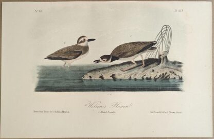 Original lithograph by John Audubon of the Wilson's Plover, 3rd Edition, plate 319