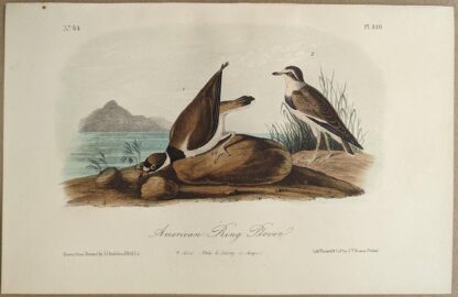 Original lithograph by John Audubon of the American Ring Plover / Semipalmated Plover, 3rd Edition, plate 320