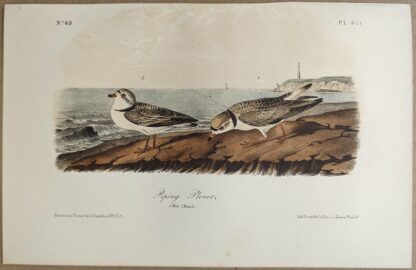Original lithograph by John Audubon of the Piping Plover, 3rd Edition, plate 321