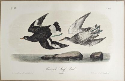 Original lithograph by John Audubon of the Townsend's Surf Bird / Surfbird, 3rd Edition, plate 322