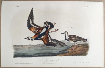 Original lithograph by John Audubon of the Turnstone / Ruddy Turnstone, 3rd Edition, plate 323