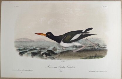 Original lithograph by John Audubon of the American Oyster-Catcher / American Oystercatcher, 3rd Edition, plate 324