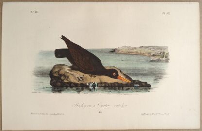 Original lithograph by John Audubon of the Bachman's Oyster-catcher / American Black Oystercatcher, 3rd Edition, plate 325