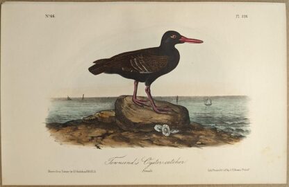 Original lithograph by John Audubon of the Townsend's Oyster-catcher / American Black Oystercatcher, 3rd Edition, plate 326