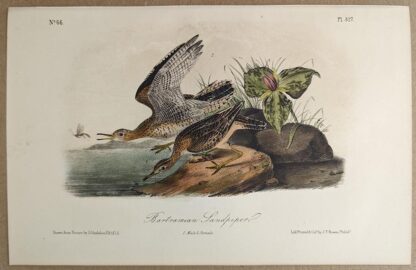 Original lithograph by Bartramian Sandpiper / Upland Sandpiper, 3rd Edition, plate 327