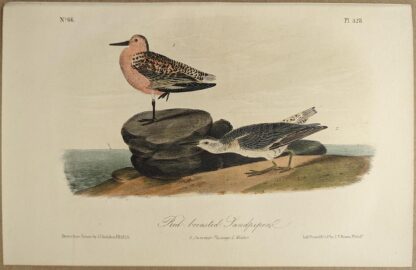 Original lithograph by John Audubon of the Red-breasted Sandpiper / Red Knot, 3rd Edition, plate 328