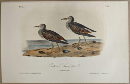 Original lithograph by John Audubon of the Pectoral Sandpiper, 3rd Edition, plate 329