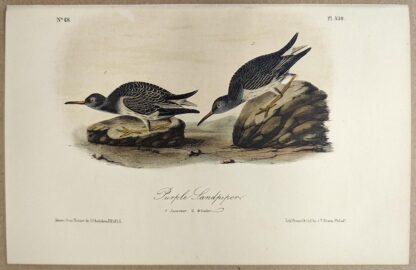 Original lithograph by John Audubon of the Purple Sandpiper, 3rd Edition, plate 330