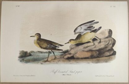 Original lithograph by John Audubon of the Buff-breasted Sand-piper / Buff-breasted Sandpiper, 3rd Edition, plate 331