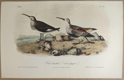 Original lithograph by John Audubon of the Red-backed Sandpiper / Dunlin, 3rd Edition, plate 332