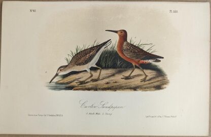 Original lithograph by John Audubon of the Curlew Sandpiper, 3rd Edition, plate 333