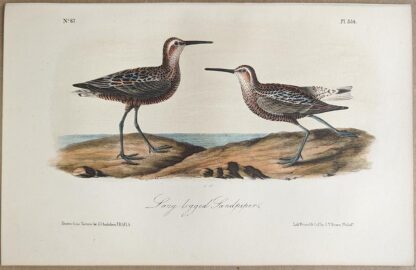 Original lithograph by John Audubon of the Long-legged Sandpiper / Stilt Sandpiper, 3rd Edition, plate 334