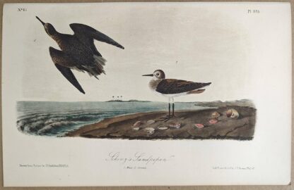 Original lithograph by John Audubon of the Schinz's Sandpiper / White-rumped Sandpiper, 3rd Edition, plate 335