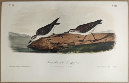 Original lithograph by John Audubon of the Semipalmated Sandpiper, 3rd Edition, plate 336