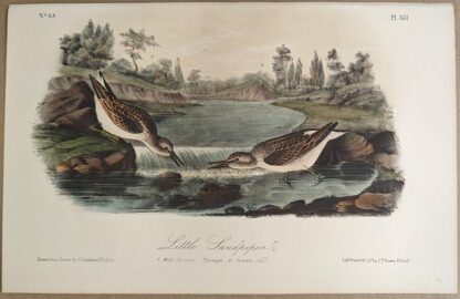 Original lithograph by John Audubon of the Little Sandpiper / Least Sandpiper, 3rd Edition, plate 337