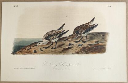 Original lithograph by John Audubon of the Sanderling Sandpiper / Sanderling, 3rd Edition, plate 338