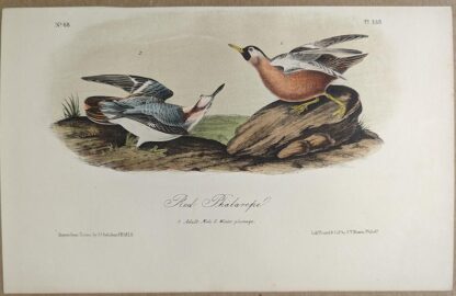 Original lithograph by John Audubon of the Red Phalarope, 3rd Edition, plate 339
