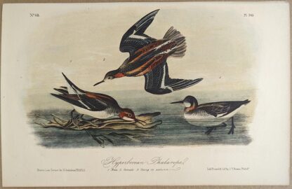 Original lithograph by John Audubon of the Hyperborean Phalarope / Red-necked Phalarope, 3rd Edition, plate 340