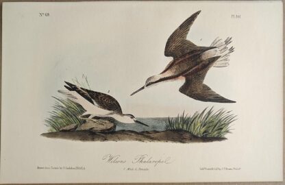 Original lithograph by John Audubon of the Wilson's Phalarope, 3rd Edition, plate 341