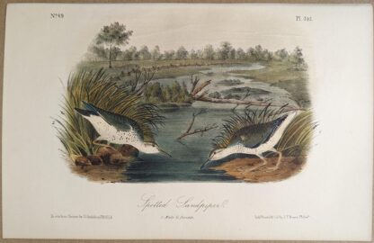 Original lithograph by John Audubon of the Spotted Sandpiper, 3rd Edition, plate 342