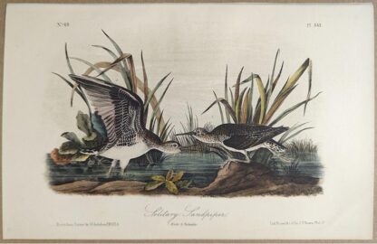 Original lithograph by John Audubon of the Solitary Sandpiper, 3rd Edition, plate 343