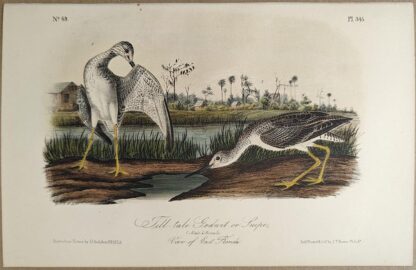 Original lithograph by John Audubon of the Tell-tale Godwit or Snipe / Greater Yellowlegs, 3rd Edition, plate 345