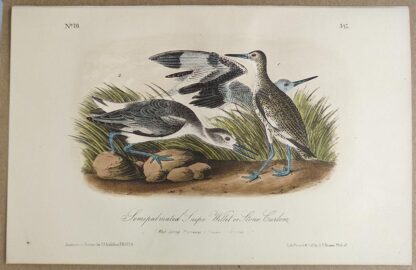 Original lithograph by John Audubon of the Willow Ptarmigan, 3rd Edition, plate 347