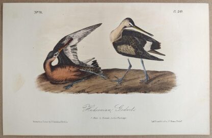 Original lithograph by John Audubon of the Hudsonian Godwit, 3rd Edition, plate 349