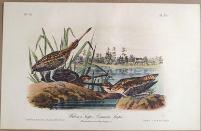 Original lithograph by John Audubon of the Wilsons Snipe - Common Snipe / Common Snipe, 3rd Edition, plate 350