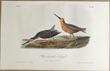 Original lithograph by John Audubon of the Red-breasted Snipe / Short-billed Dowitcher, 3rd Edition, plate 351