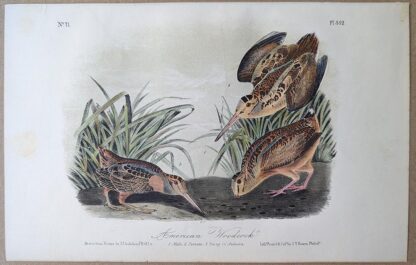 Original lithograph by John Audubon of the American Woodcock, 3rd Edition, plate 352