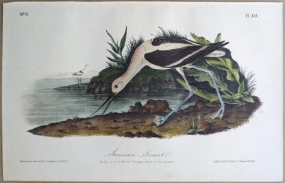 Original lithograph by John Audubon of the American Avocet, 3rd Edition, plate 353