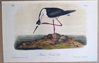 Original lithograph by John Audubon of the Black Necked Stilt / Black-necked Stilt, 3rd Edition, plate 354