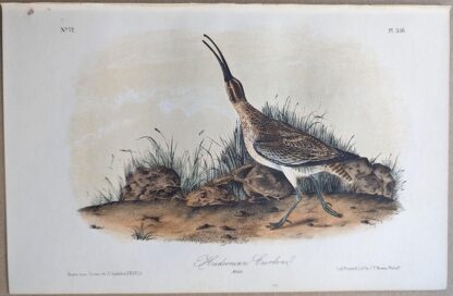 Original lithograph by John Audubon of the Hudsonian Curlew / Whimbrel, 3rd Edition, plate 356
