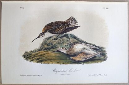 Original lithograph by John Audubon of the Esquimaux Curlew / Eskimo Curlew, 3rd Edition, plate 357
