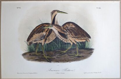 Original lithograph by John Audubon of the American Bittern, 3rd Edition, plate 365