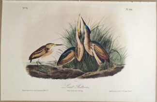Original lithograph by John Audubon of the Least Bittern, 3rd Edition, plate 366