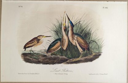 Original lithograph by John Audubon of the Least Bittern, 3rd Edition, plate 366
