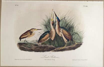 Original lithograph by John Audubon of the Least Bittern, 3rd Edition, plate 366